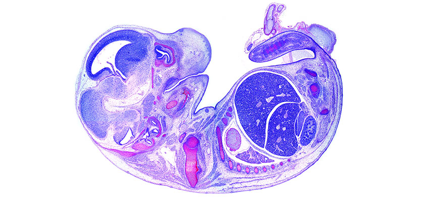 Mouse histology